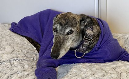 Barney, owned by Professor Allavena, was given an early version of the vaccine when diagnosed with an aggressive bone cancer and 10 months later is alive and well. a grey and black dog in a blue jumper lies on a mattress